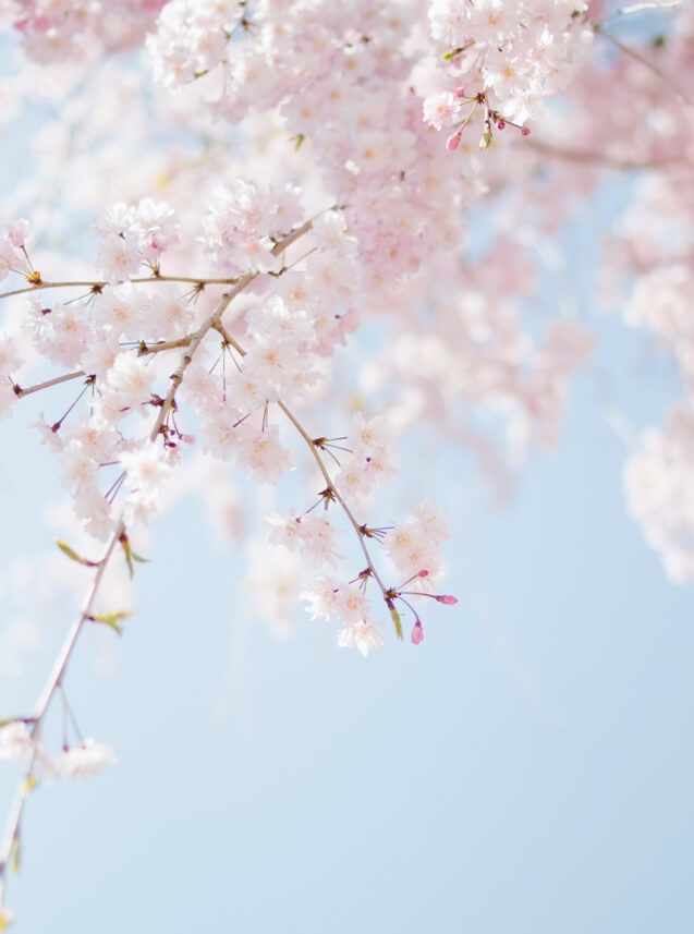 Cerisier japonais fleuri